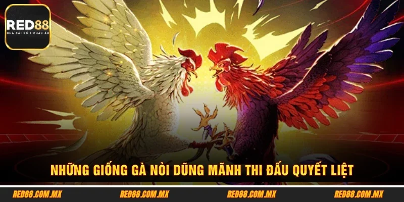 Những giống gà nòi dũng mãnh thi đấu quyết liệt